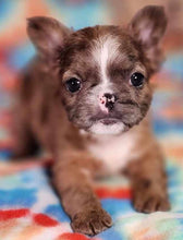 Load image into Gallery viewer, &quot;Hazelnut&quot; Female Fluffy French Bulldog