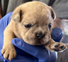Load image into Gallery viewer, “Biscuit” Male Merle French Bulldog [CLAIMED]