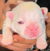 Load image into Gallery viewer, “Muffin” Female High White Merle Pied French Bulldog [HOLDING]