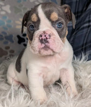 Load image into Gallery viewer, Tina - Female English Bulldog Puppy