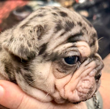 Load image into Gallery viewer, “Quill” Velvet Merle &amp; Tan Big Rope Frenchie - Male [CLAIMED]