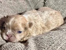 Load image into Gallery viewer, “Mocha” - Isabella Fluffy French Bulldog, Female [CLAIMED]