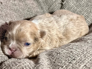 “Mocha” - Isabella Fluffy French Bulldog, Female [CLAIMED]