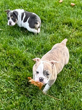 Load image into Gallery viewer, Linda - Female English Bulldog Puppy