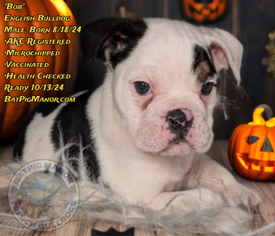 Bob - Male English Bulldog Puppy