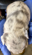 Load image into Gallery viewer, “Strudel” Female Merle French Bulldog [AVAILABLE]