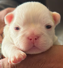 Load image into Gallery viewer, “Muffin” Female High White Merle Pied French Bulldog [HOLDING]