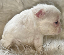 Load image into Gallery viewer, “Muffin” Female High White Merle Pied French Bulldog [HOLDING]