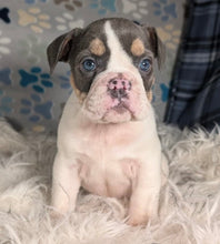 Load image into Gallery viewer, Tina - Female English Bulldog Puppy