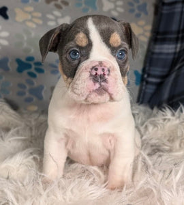 Tina - Female English Bulldog Puppy