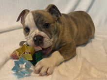 Load image into Gallery viewer, Linda - Female English Bulldog Puppy