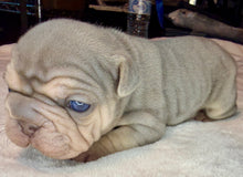 Load image into Gallery viewer, Lilac &amp; Tan Velvet Big Rope Female French Bulldog Puppy [AVAILABLE]