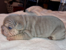 Load image into Gallery viewer, Lilac &amp; Tan Velvet Big Rope Female French Bulldog Puppy [AVAILABLE]