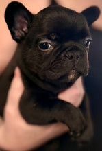 Load image into Gallery viewer, “Bert” Black French Bulldog Male [AVAILABLE]
