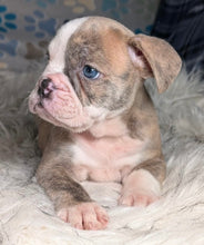 Load image into Gallery viewer, Linda - Female English Bulldog Puppy