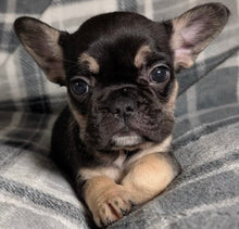 Load image into Gallery viewer, Mary - Female French Bulldog Puppy (HOLDING)