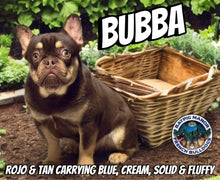 Load image into Gallery viewer, Bubba - 2yo Rojo &amp; Tan French Bulldog Male