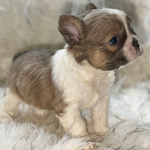 Load image into Gallery viewer, “Pandora” Female Fluffy Panda Pied French Bulldog [HOLDING]