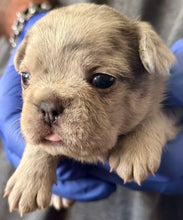 Load image into Gallery viewer, “Strudel” Female Merle French Bulldog [AVAILABLE]