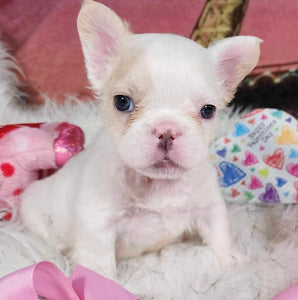 Macadamia - French Bulldog Sub-Adult Fluffy Female ( >1 Year Old )