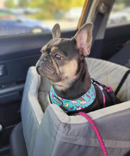 Load image into Gallery viewer, Quesalupa [Retiree] 3yo Female Blue &amp; Tan French Bulldog (PET HOME ONLY)