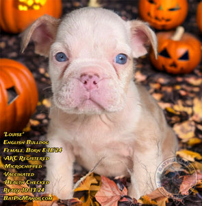 Louise - Female English Bulldog Puppy (HOLDING)