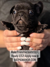 Load image into Gallery viewer, “Bert” Black French Bulldog Male [AVAILABLE]