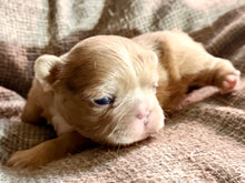 Load image into Gallery viewer, “Mocha” - Isabella Fluffy French Bulldog, Female [CLAIMED]