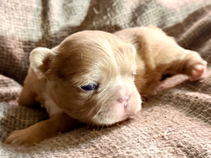 “Mocha” - Isabella Fluffy French Bulldog, Female [CLAIMED]