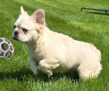 Load image into Gallery viewer, &quot;Pearl&quot; Female Platinum Fluffy French Bulldog