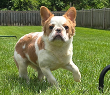 Load image into Gallery viewer, &quot;Pistachio&quot; Female Fluffy Pied Fawn French Bulldog [CLAIMED]