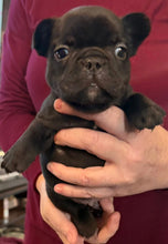 Load image into Gallery viewer, “Bert” Black French Bulldog Male [AVAILABLE]