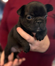 Load image into Gallery viewer, “Bert” Black French Bulldog Male [AVAILABLE]