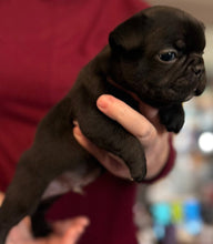 Load image into Gallery viewer, “Bert” Black French Bulldog Male [AVAILABLE]