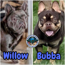 Load image into Gallery viewer, “Bert” Black French Bulldog Male [AVAILABLE]