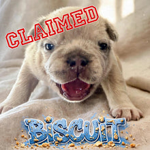 Load image into Gallery viewer, “Biscuit” Male Merle French Bulldog [CLAIMED]