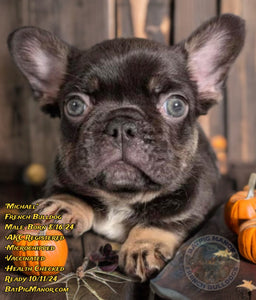 Michael - Male French Bulldog Puppy