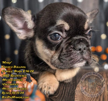 Load image into Gallery viewer, Mary - Female French Bulldog Puppy (HOLDING)