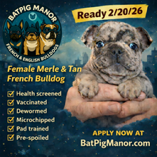 Load image into Gallery viewer, “Sage” - Female Merle &amp; Tan French Bulldog [CLAIMED]