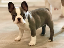 Load image into Gallery viewer, Blue Panda French Bulldog Female