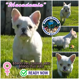 "Macadamia" Female Fluffy French Bulldog