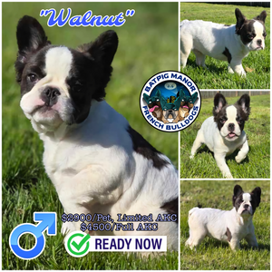 "Walnut" Male Fluffy French Bulldog