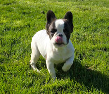 Load image into Gallery viewer, &quot;Walnut&quot; Male Fluffy French Bulldog