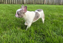 Load image into Gallery viewer, &quot;Pamela&quot; Female Merle Pied French Bulldog [CLAIMED]