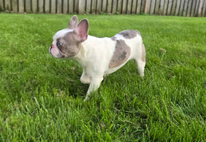 "Pamela" Female Merle Pied French Bulldog [CLAIMED]