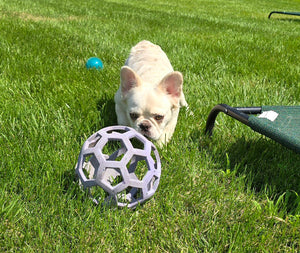 "Pearl" Female Platinum Fluffy French Bulldog