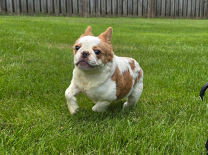 "Pistachio" Female Fluffy Pied Fawn French Bulldog [CLAIMED]