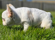 Load image into Gallery viewer, &quot;Macadamia&quot; Female Fluffy French Bulldog