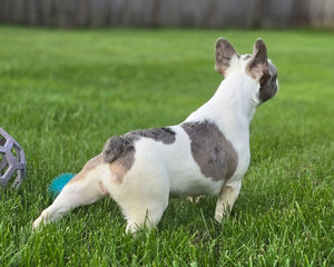 "Pamela" Female Merle Pied French Bulldog [CLAIMED]