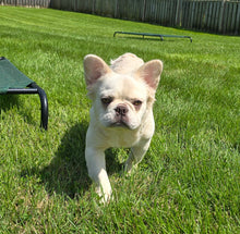 Load image into Gallery viewer, &quot;Pearl&quot; Female Platinum Fluffy French Bulldog